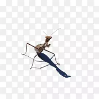 螳螂昆虫-空若网 螳螂昆虫-空若网