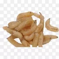 家蝇幼虫昆虫蛆-空若网 家蝇幼虫昆虫蛆-空若网