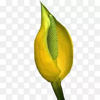 ���Ļ���ֲ�ﾥ-������