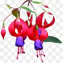 花卉设计切花植物茎花瓣设计-空若网 花卉设计切花植物茎花瓣设计-空若网