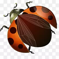 瓢虫-瓢虫-空若网 瓢虫-瓢虫-空若网