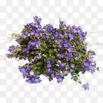 重瓣花,一年生植物马鞭草,马鞭草-空若网 重瓣花,一年生植物马鞭草,马鞭草-空若网