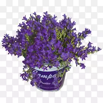 英国薰衣草铃兰切花-空若网 英国薰衣草铃兰切花-空若网