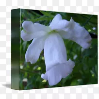 花瓣野花草本植物-空若网 花瓣野花草本植物-空若网