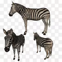 斑斑马颈陆生动物野生动物斑马-空若网 斑斑马颈陆生动物野生动物斑马-空若网