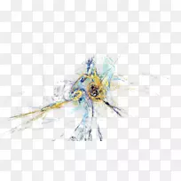 昆虫桌面壁纸.昆虫-空若网 昆虫桌面壁纸.昆虫-空若网