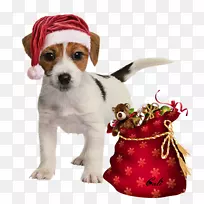 养狗,玩具伙伴,狗-小狗-空若网 养狗,玩具伙伴,狗-小狗-空若网