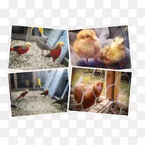 公鸡动物群鸡作为食物-空若网 公鸡动物群鸡作为食物-空若网