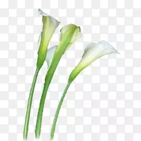 ���񵰸�ˮ�������л���鵰��-������