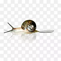 蜗牛粉红色短消息墙-e-蜗牛-空若网 蜗牛粉红色短消息墙-e-蜗牛-空若网