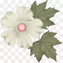 花瓣切花,叶,开花植物-叶-空若网 花瓣切花,叶,开花植物-叶-空若网