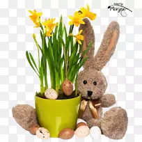 复活节兔子花盆草-花-空若网 复活节兔子花盆草-花-空若网