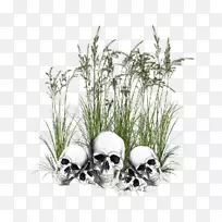草树头骨足球树-空若网 草树头骨足球树-空若网