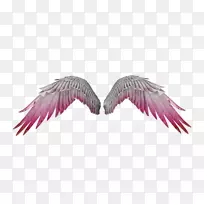 羽毛喙颈羽毛-空若网 羽毛喙颈羽毛-空若网