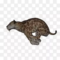 豹大猫陆生动物美洲狮豹-空若网 豹大猫陆生动物美洲狮豹-空若网