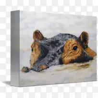 啮齿动物绘画动物鼻子野生动物绘画-空若网 啮齿动物绘画动物鼻子野生动物绘画-空若网