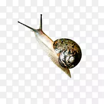 蜗牛昆虫正交天象-蜗牛-空若网 蜗牛昆虫正交天象-蜗牛-空若网