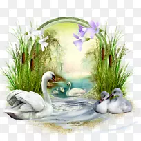 Cygnini�滭��񲩿�-������