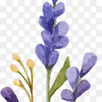 英国薰衣草水彩画剪贴画-花束-空若网 英国薰衣草水彩画剪贴画-花束-空若网
