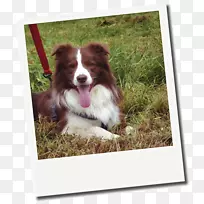 犬种边境牧羊犬澳大利亚牧羊犬伴犬-边境牧羊犬-空若网 犬种边境牧羊犬澳大利亚牧羊犬伴犬-边境牧羊犬-空若网