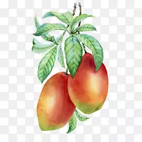 普通无花果画一束芒果-空若网 普通无花果画一束芒果-空若网