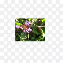 开花植物草本植物野花叶沙漠花-空若网 开花植物草本植物野花叶沙漠花-空若网