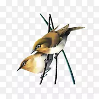 鸟-空若网 鸟-空若网