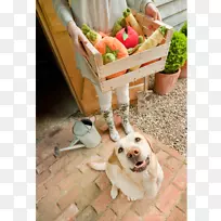 狗的鼻子-玩具狗-空若网 狗的鼻子-玩具狗-空若网