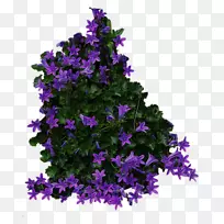 灌木花-灌木PNG图像-空若网 灌木花-灌木PNG图像-空若网