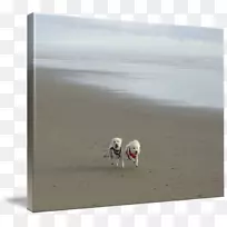 狗-空若网 狗-空若网