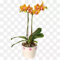 飞蛾兰花菊花-橙色花卉装饰软件安装-空若网 飞蛾兰花菊花-橙色花卉装饰软件安装-空若网