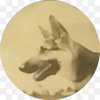 犬科犬嘴鼻犬-空若网 犬科犬嘴鼻犬-空若网