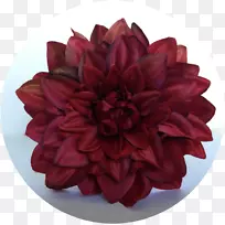 大丽花切花花瓣电子邮件-花-空若网 大丽花切花花瓣电子邮件-花-空若网