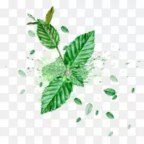 叶绿博客-薄荷叶-空若网 叶绿博客-薄荷叶-空若网