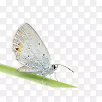 社交媒体昆虫艺术灵感摄影-蝴蝶昆虫-空若网 社交媒体昆虫艺术灵感摄影-蝴蝶昆虫-空若网