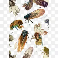 �����滭�滭��ͼ���������Ӭ-������