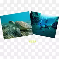 海龟生态系统海洋生物动物-海龟-空若网 海龟生态系统海洋生物动物-海龟-空若网