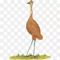 澳洲鸵鸟普通鸵鸟剪贴画-幼鸵鸟-空若网 澳洲鸵鸟普通鸵鸟剪贴画-幼鸵鸟-空若网