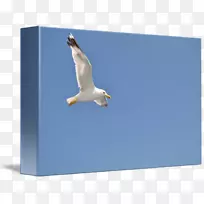 水鸟嘴天空plc-创意翅膀照片-空若网 水鸟嘴天空plc-创意翅膀照片-空若网