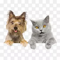 宠物看家狗猫关系-猫-空若网 宠物看家狗猫关系-猫-空若网