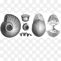 眼镜蛇白色设计-空若网 眼镜蛇白色设计-空若网