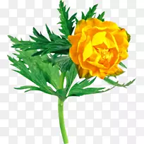 切花植物剪贴画-空若网 切花植物剪贴画-空若网