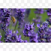 英国薰衣草法国薰衣草蜜蜂普通鼠尾草蜜蜂-空若网 英国薰衣草法国薰衣草蜜蜂普通鼠尾草蜜蜂-空若网