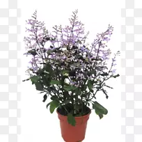 花盆室内植物灌木开花植物-花-空若网 花盆室内植物灌木开花植物-花-空若网