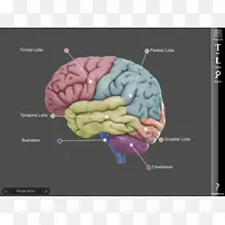 人脑三维空间旋转IOS-科学相关图片-空若网 人脑三维空间旋转IOS-科学相关图片-空若网