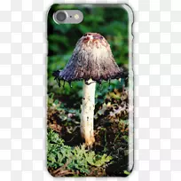 Ģ��-������