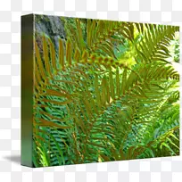 Þ§ÀàÖ²ÎïÒ¶²Ý-Ò¶-¿ÕÈôÍø Þ§ÀàÖ²ÎïÒ¶²Ý-Ò¶-¿ÕÈôÍø