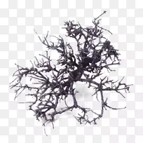 白干树-空若网 白干树-空若网