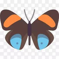 帝王蝶蛾刷足蝴蝶昆虫蝴蝶-空若网 帝王蝶蛾刷足蝴蝶昆虫蝴蝶-空若网