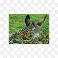 驴包动物袋鼠鼻子-驴子-空若网 驴包动物袋鼠鼻子-驴子-空若网